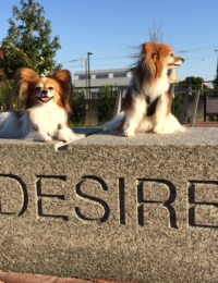 Musings . . . On Dog Years and Writing Romantic Suspense Novels